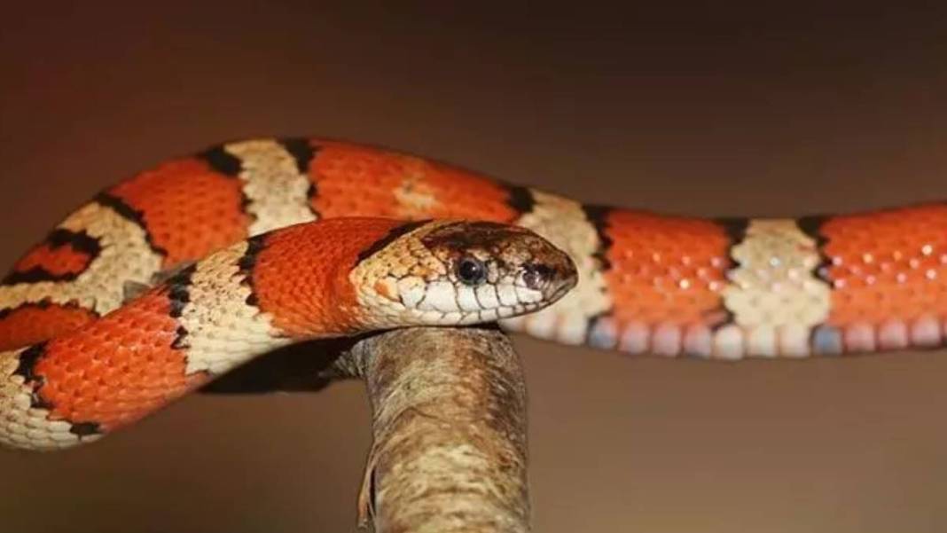 Hızlı trende yılan dehşeti! Yılanı görenler trende kaçacak yer aradı ama... 2